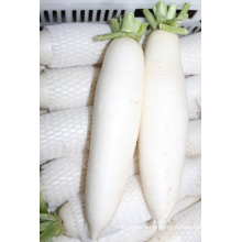 New crop fresh white radish